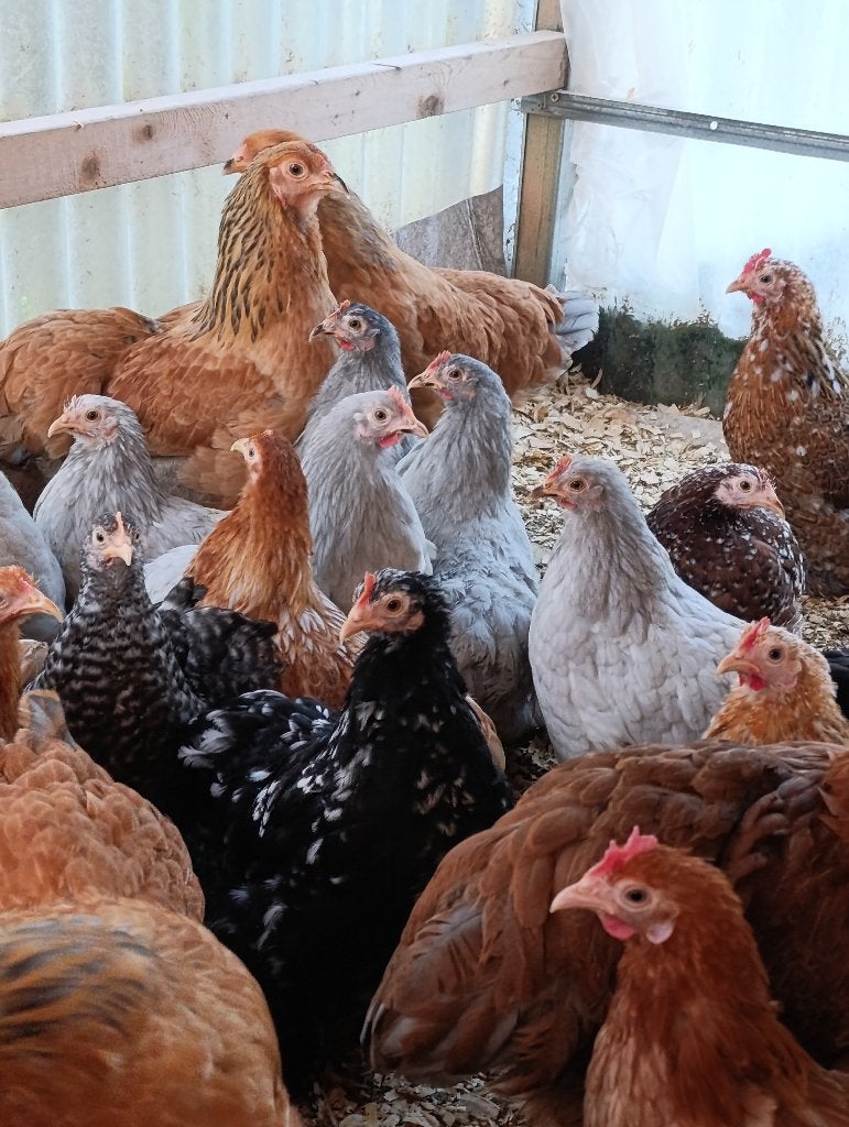 PLUIMVEE BART / cochin krielen vele kleuren 0499/082381, Dieren en Toebehoren, Pluimvee, Kip, Vrouwelijk